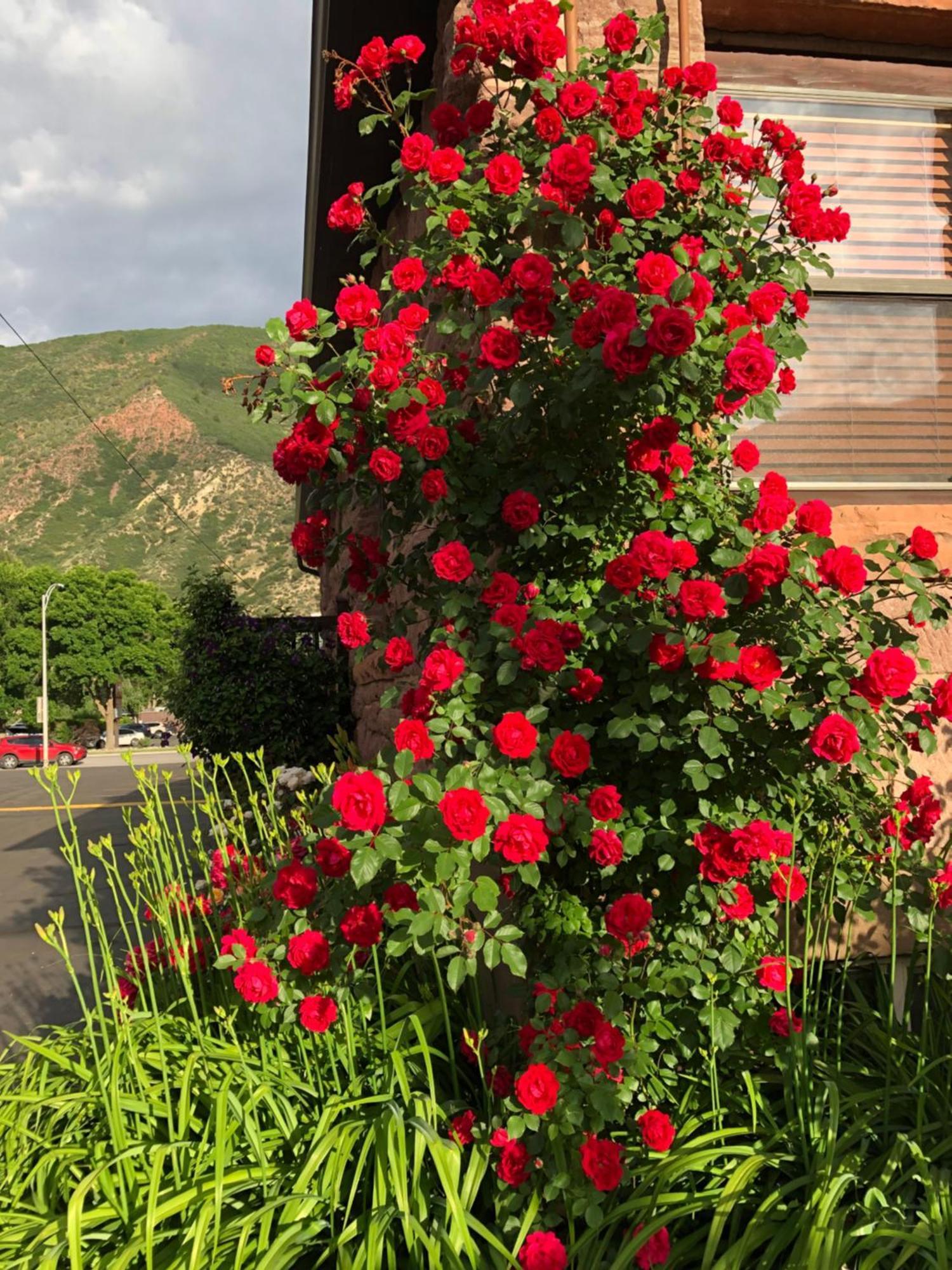 Glenwood Springs Cedar Lodge Εξωτερικό φωτογραφία